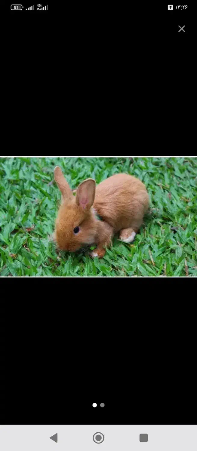 خرگوش ناز قهوه ای|موش و خرگوش|یاسوج, |دیوار