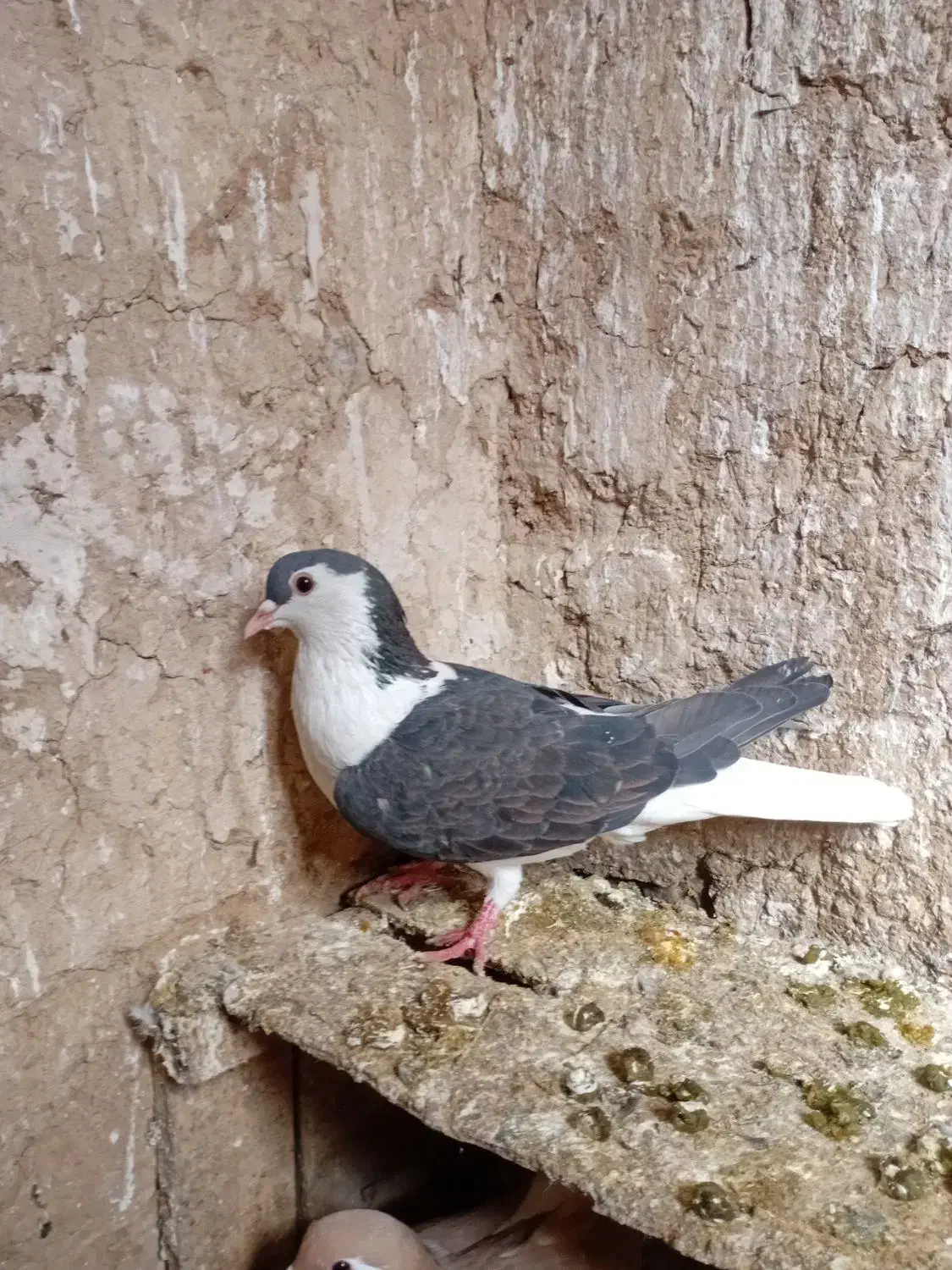 کفتر|پرنده|شیروان (خراسان), |دیوار