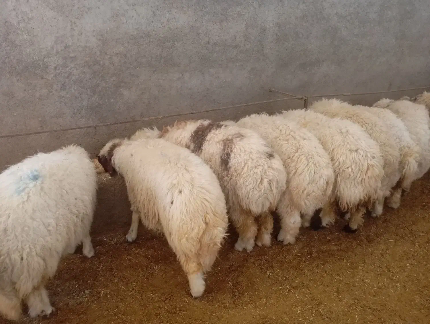 بره سفید صادراتی|حیوانات مزرعه|کوهدشت, |دیوار