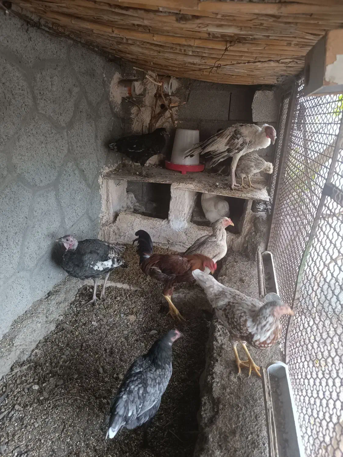 تعدادی مرغ با قفس|حیوانات مزرعه|دامن, |دیوار