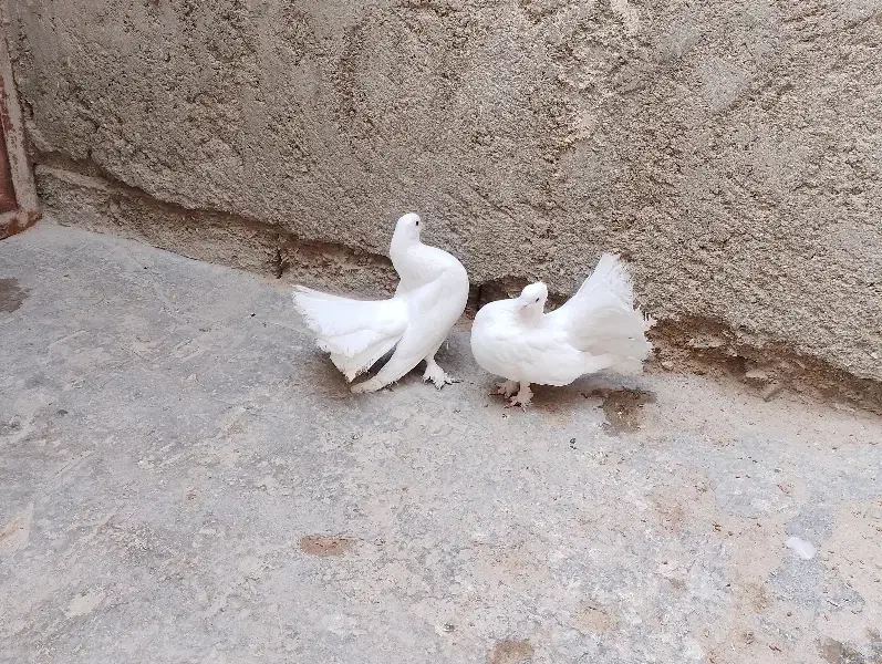 کبوتر نمایشی|پرنده|سراوان, |دیوار