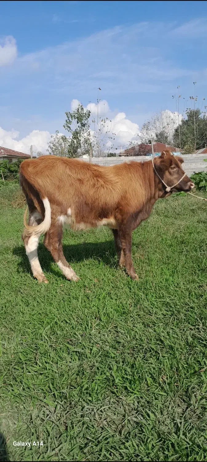 لیشه درشت گوساله ماده گاو|حیوانات مزرعه|رشت, پل تالشان|دیوار