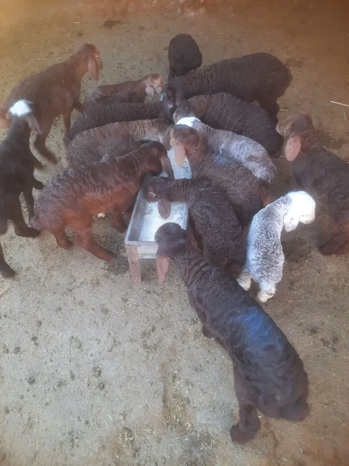 گوسفند میش بره|حیوانات مزرعه|بیستون, |دیوار