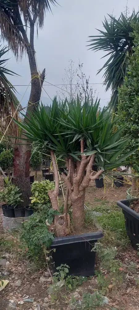 درختچه لاوسون چنار درخت بادام نهال درخت سرو کاج|خدمات باغبانی و درختکاری|شیراز, حومه شیراز|دیوار