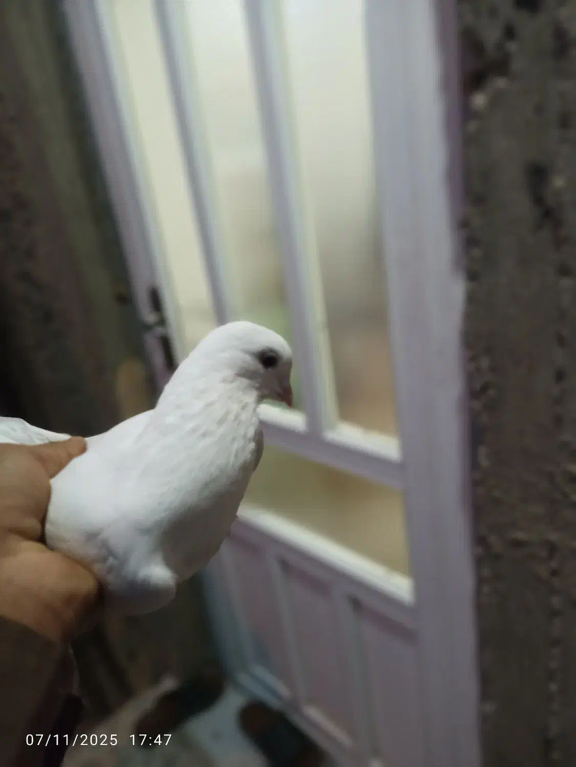 ۳۰۰دونی|پرنده|آبدانان, |دیوار