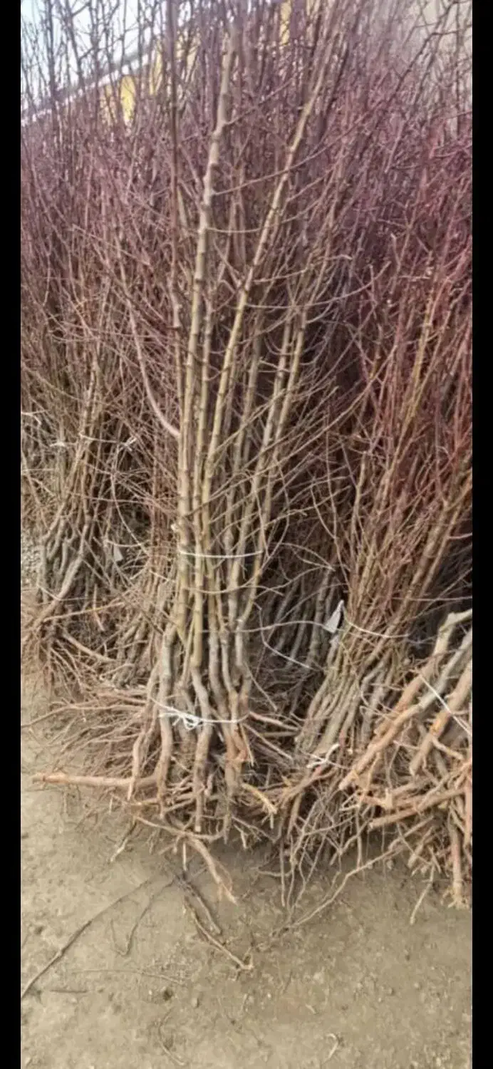 ارقام پسته ،گردو، بادام ،صنوبر نیگرای ترکیه کبوده|خدمات باغبانی و درختکاری|کرمان, |دیوار