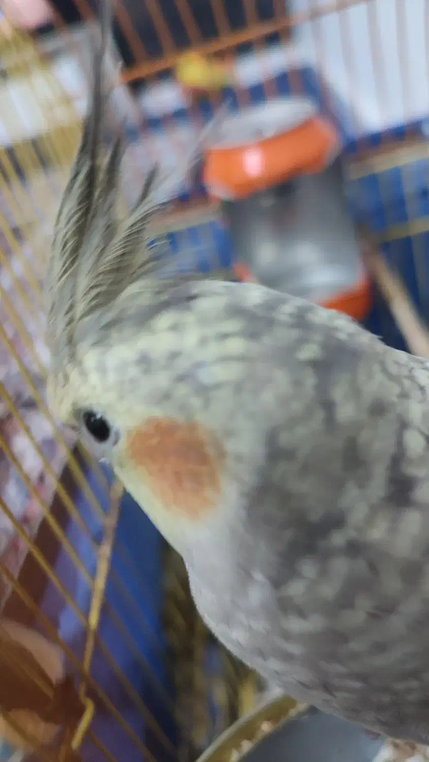 عروس هلندی ماده|پرنده|دره شهر, |دیوار