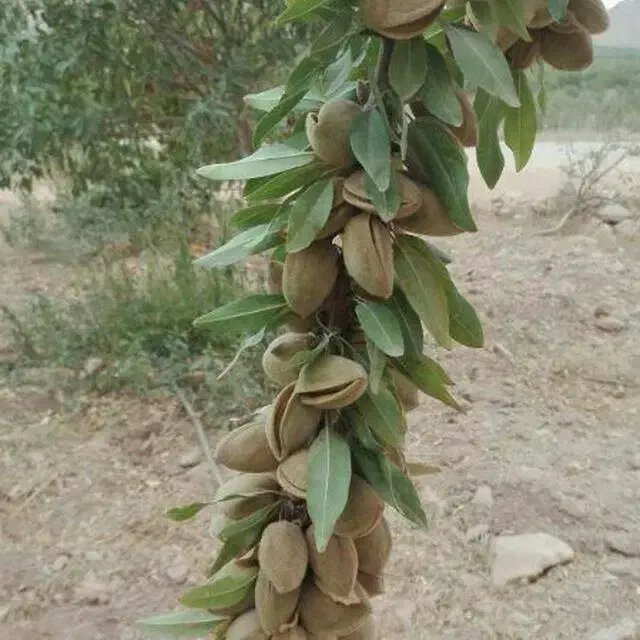 درخت بادام سوپرنوا ، نهال ،گلخانه نهالستان در مشهد|گل و گیاه طبیعی|مشهد, عبادی|دیوار