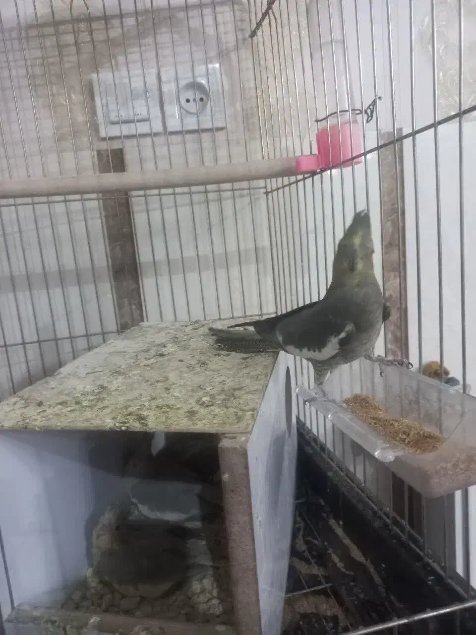 عروس هلندی جفت|پرنده|مهریز, |دیوار