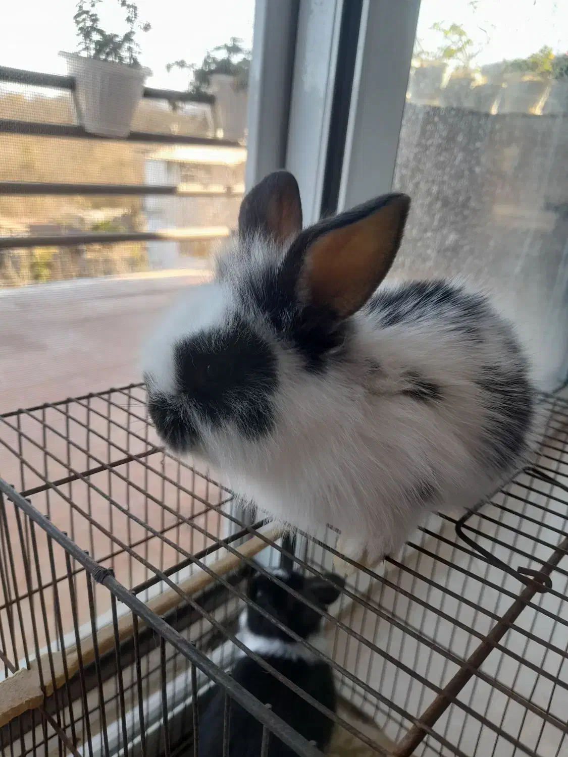 ۵ تا خر گوش|موش و خرگوش|چالوس, |دیوار