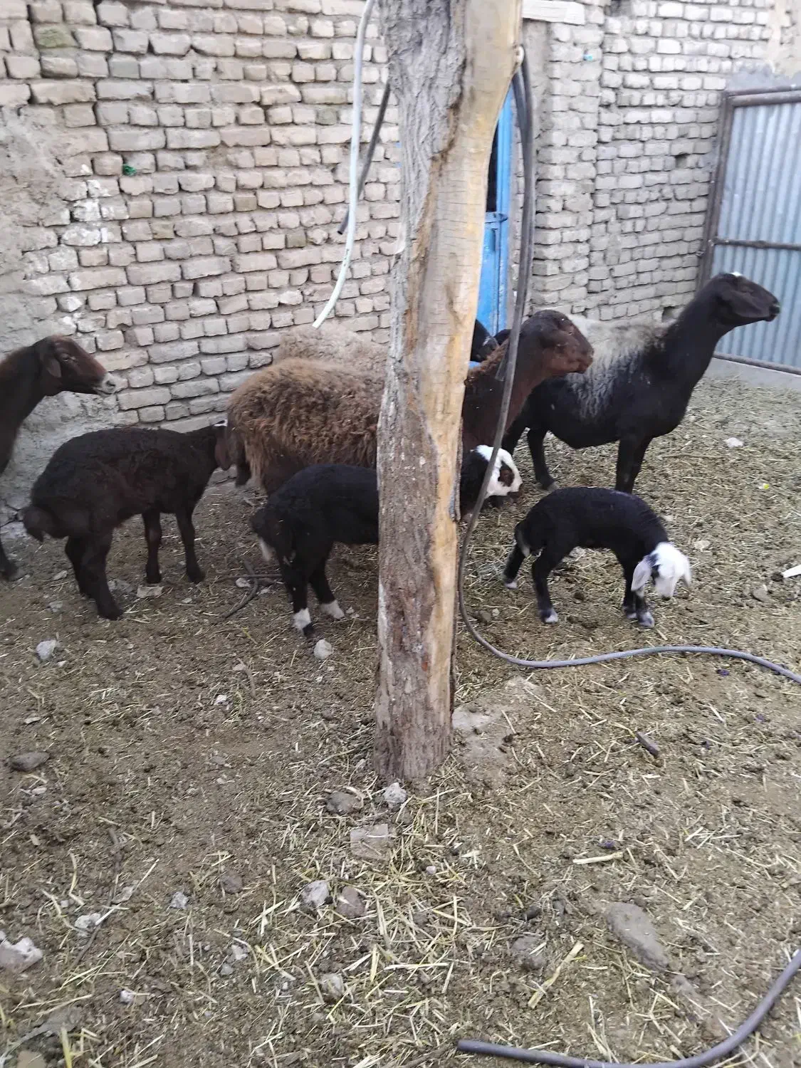 گوسفند|حیوانات مزرعه|زاوه, |دیوار