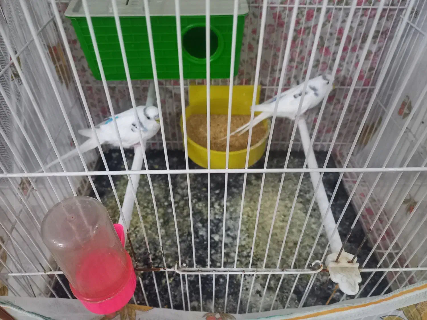 مرغ عشق|پرنده|مشهد, کریم آباد|دیوار