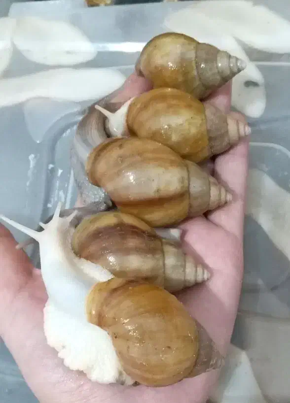 فروش حلزون طبی|خزنده|محمدشهر, همایون ویلا|دیوار