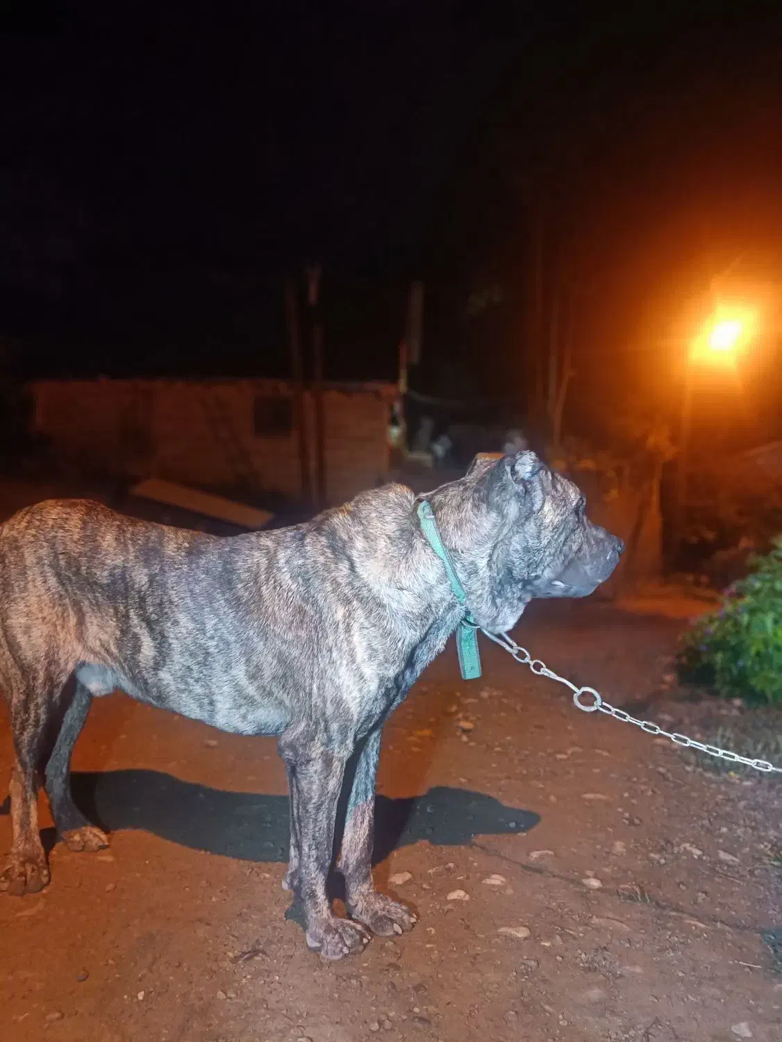 سگ افغان|سگ|سنگر, |دیوار