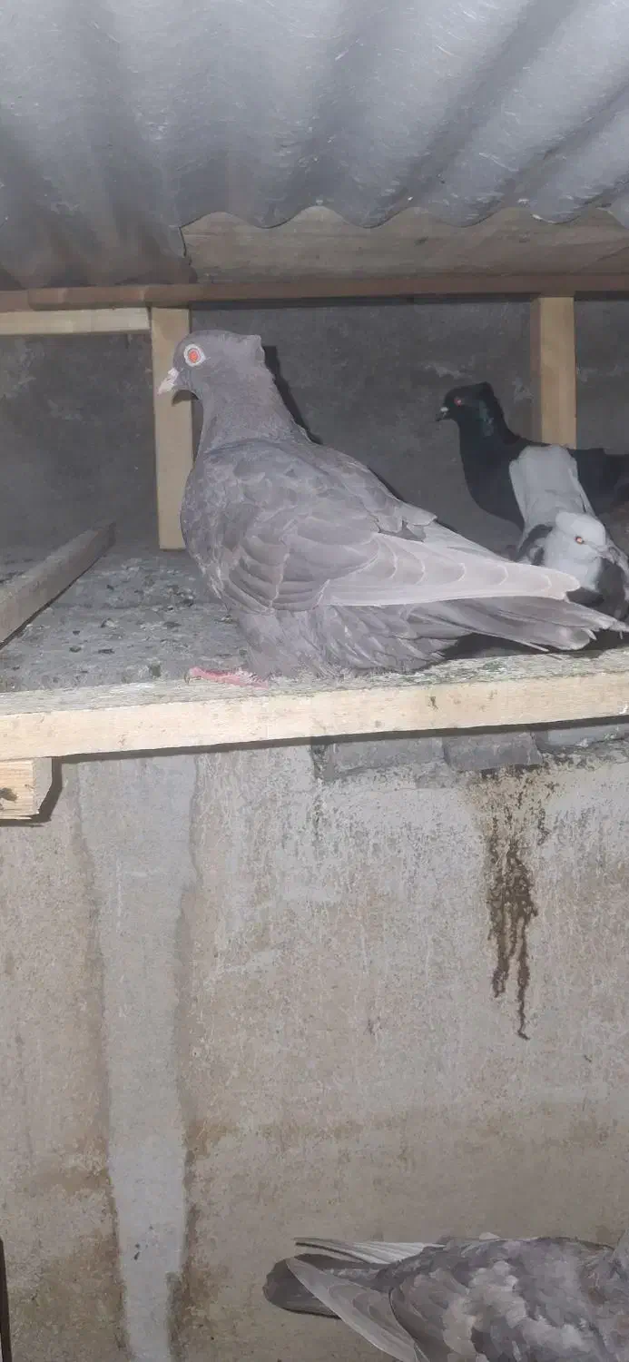 طوقی|پرنده|چهاردانگه (تهران), |دیوار