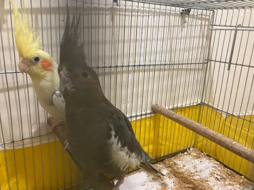 جفت مولد و تک بالغ(جوجه سرلاکی)ملنگو-گیرینچیک|پرنده|رشت, یخسازی|دیوار