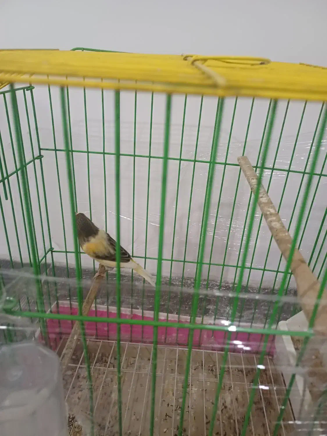 دو عدد قناری سالم نر بخون ماده آمده|پرنده|شاهدشهر, |دیوار