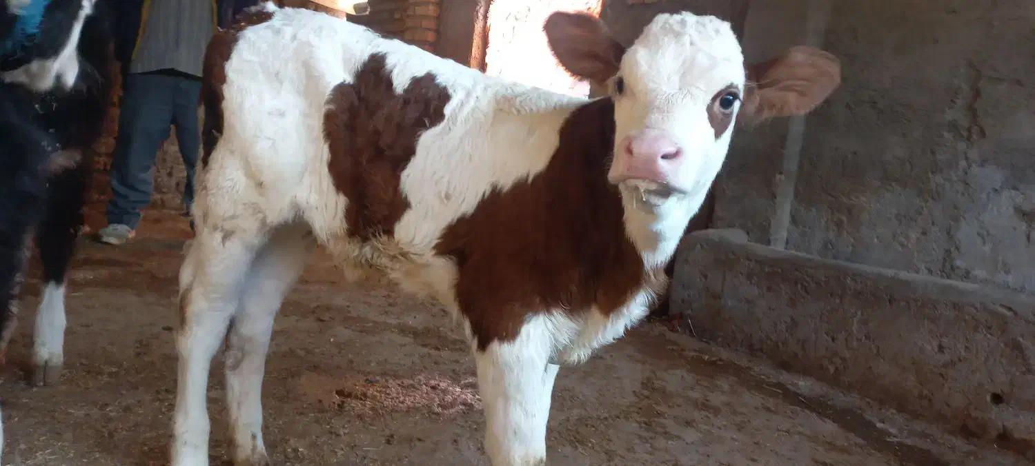 گوساله سمینتال و هلشتاین|حیوانات مزرعه|سرخنکلاته, |دیوار