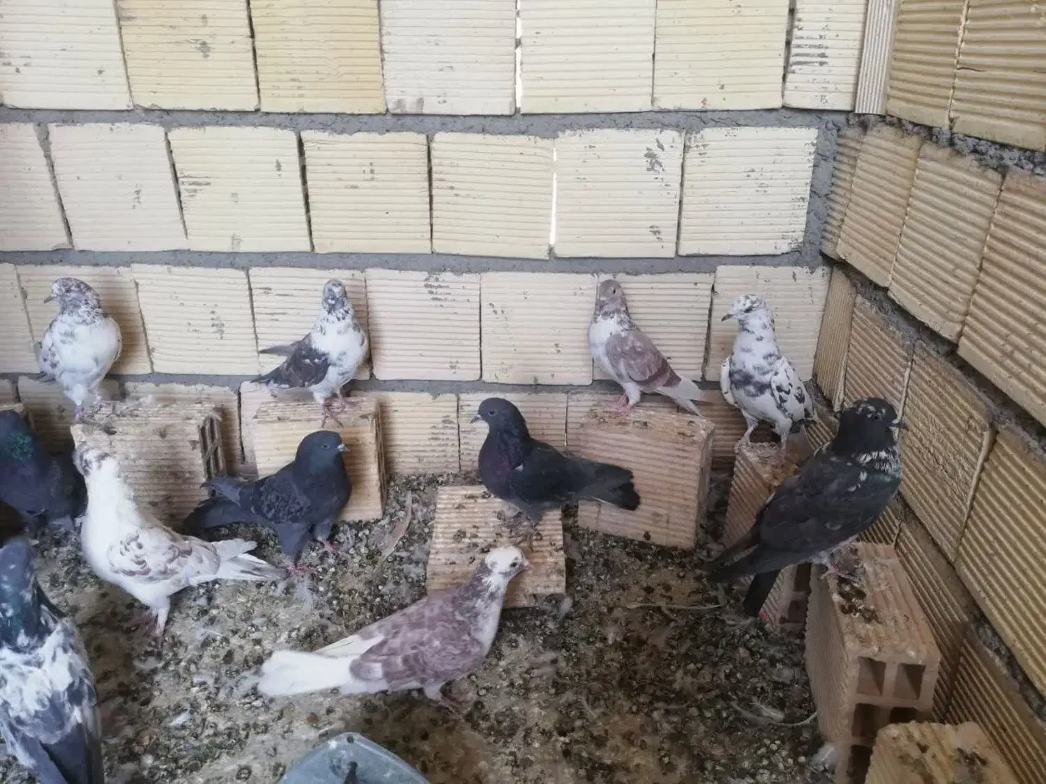 تعدادی کبوتر  تهرانی|پرنده|خمینی‌شهر, |دیوار