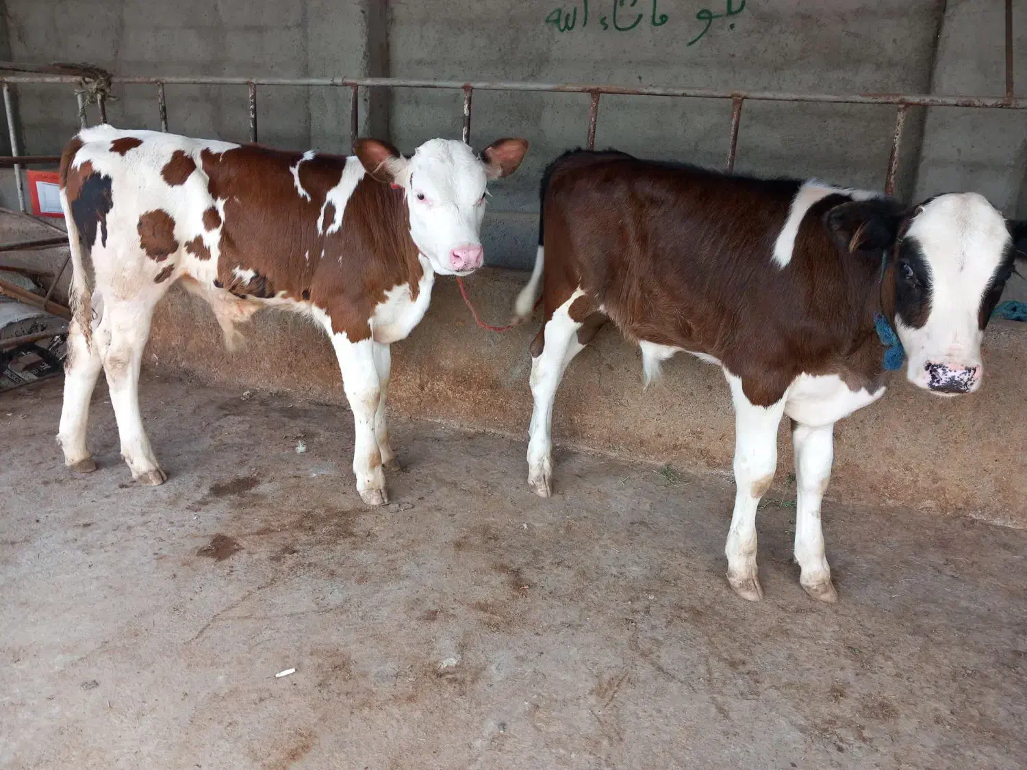 فروش گوساله نرسیمینتال عطیقه پرواری|حیوانات مزرعه|تهران, آبشار|دیوار