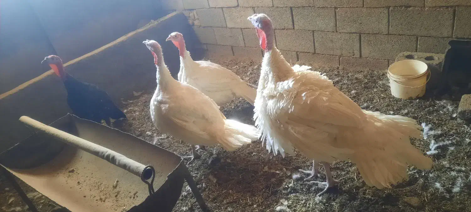 بوقلمون بیوتی|حیوانات مزرعه|اصفهان, تخت فولاد|دیوار