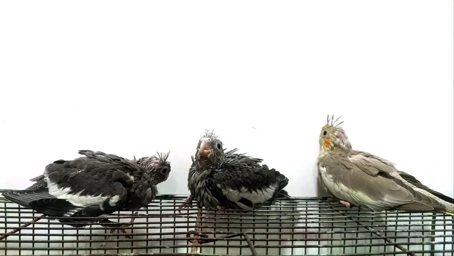 فروش جوجه طوطی هلندی 550|پرنده|بهبهان, |دیوار