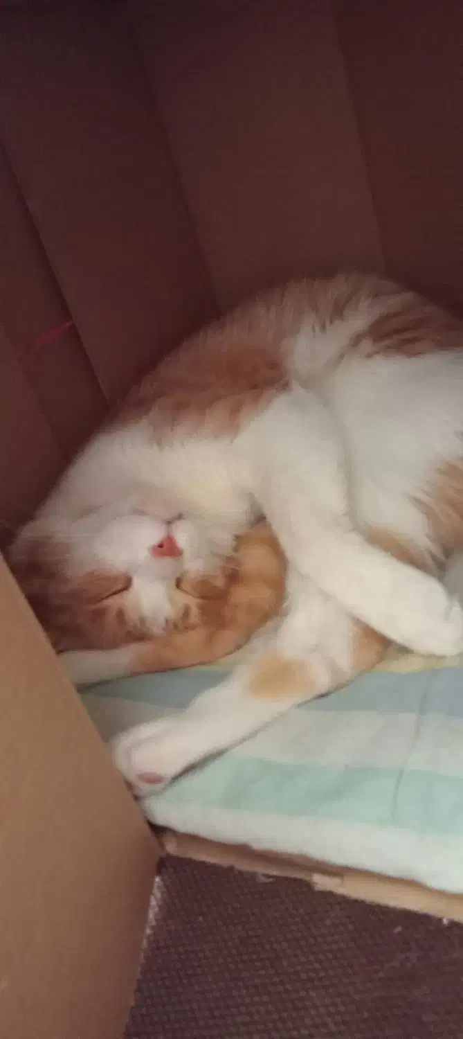 واگذاری موقت گربه|گربه|پرند, فاز ۶|دیوار