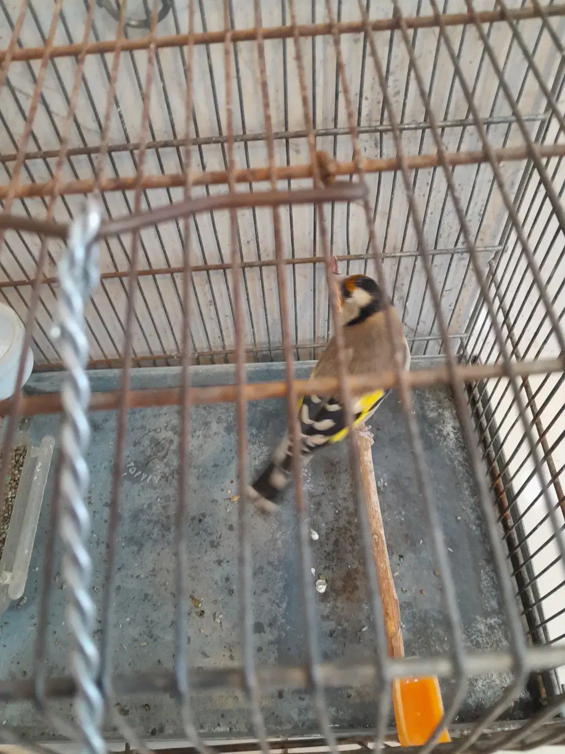 انواع سهره|پرنده|کبودرآهنگ, |دیوار