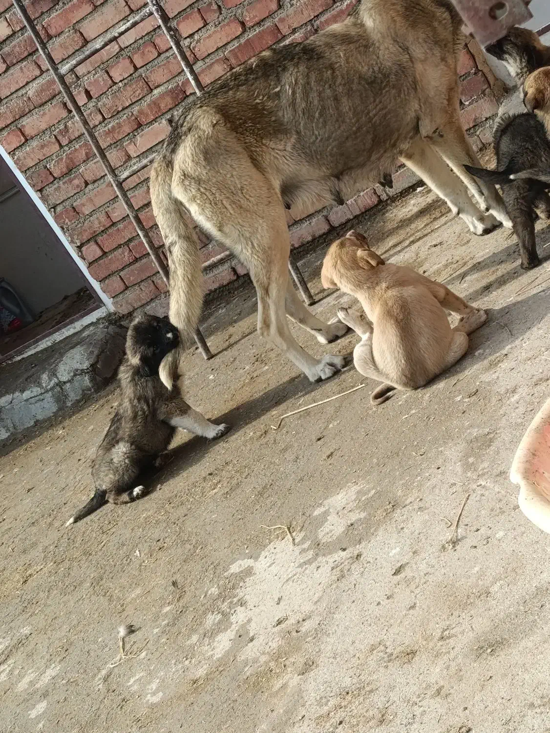 توله سرابی|سگ|سلماس, |دیوار