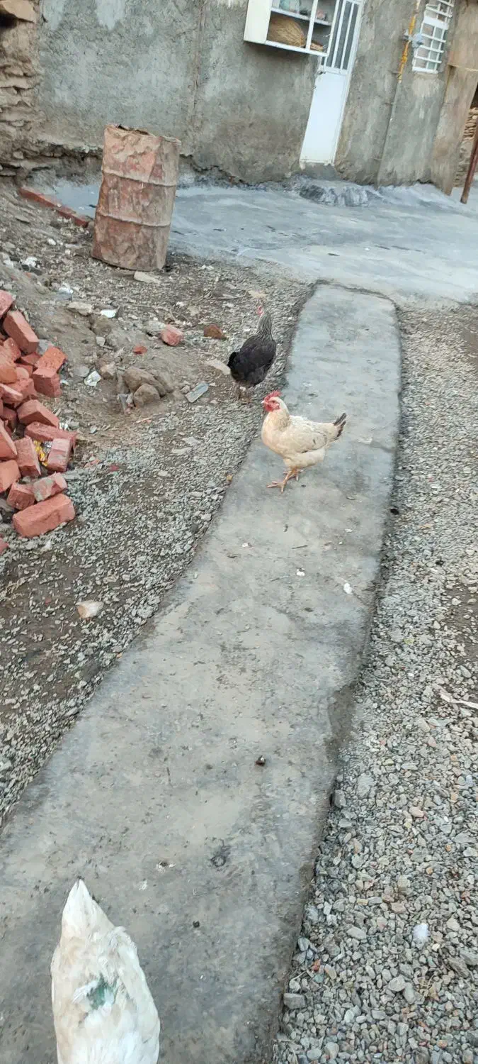 مرغ محلی|حیوانات مزرعه|مریوان, |دیوار