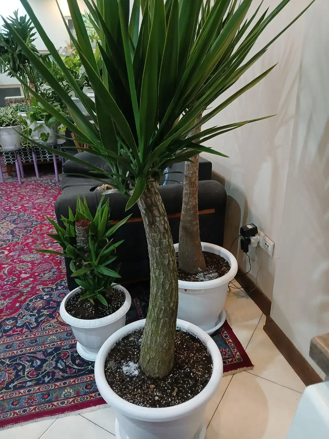 گلهای منحصر به فرد جذاب|گل و گیاه طبیعی|تهران, نیروی هوایی (پیروزی)|دیوار