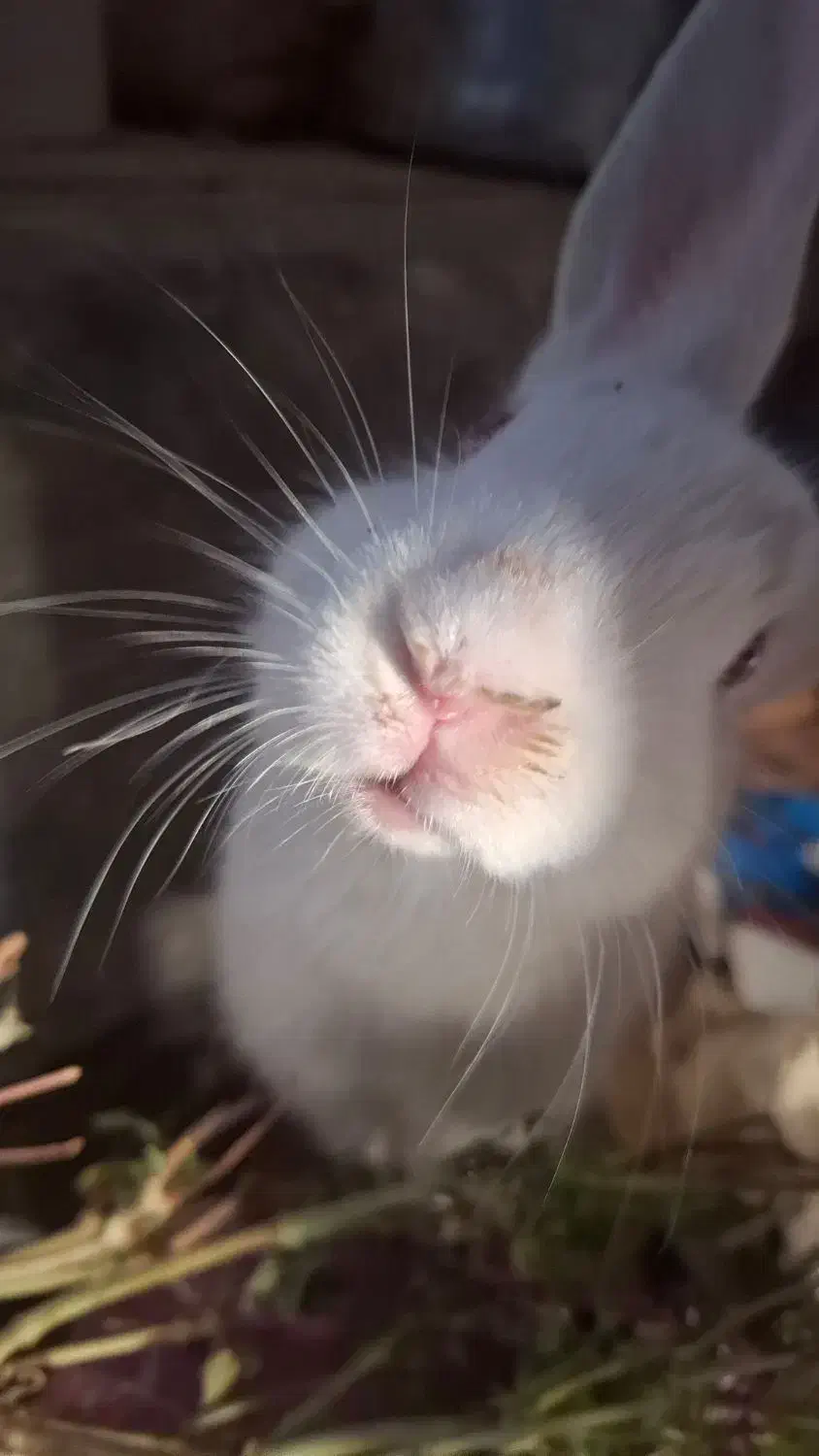 خرگوش|موش و خرگوش|بیرجند, |دیوار