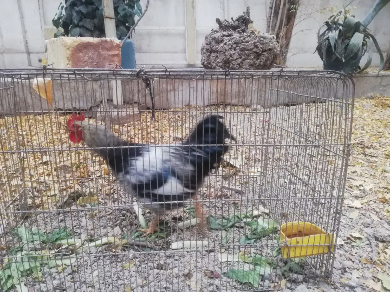 3عدد خروس|پرنده|اصفهان, شهرک کاوه|دیوار