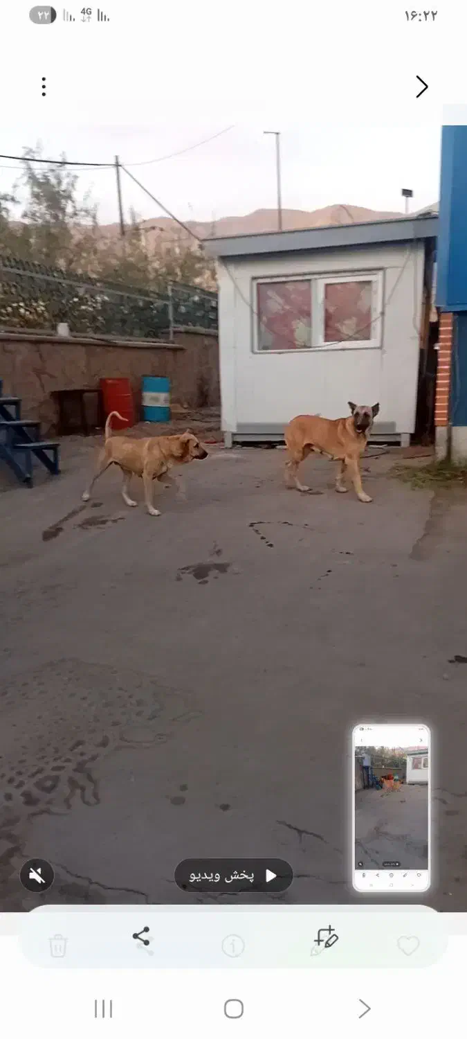 سگ سرابی ماده|سگ|صوفیان, |دیوار