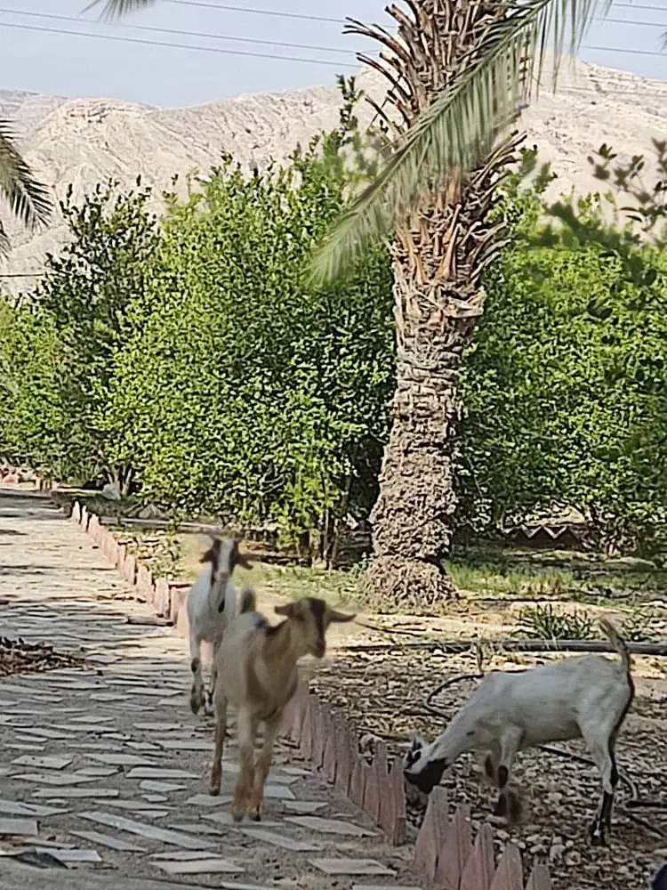 گم‌شدن چند راس بز جزیره ای|حیوانات|بندر کنگان, |دیوار