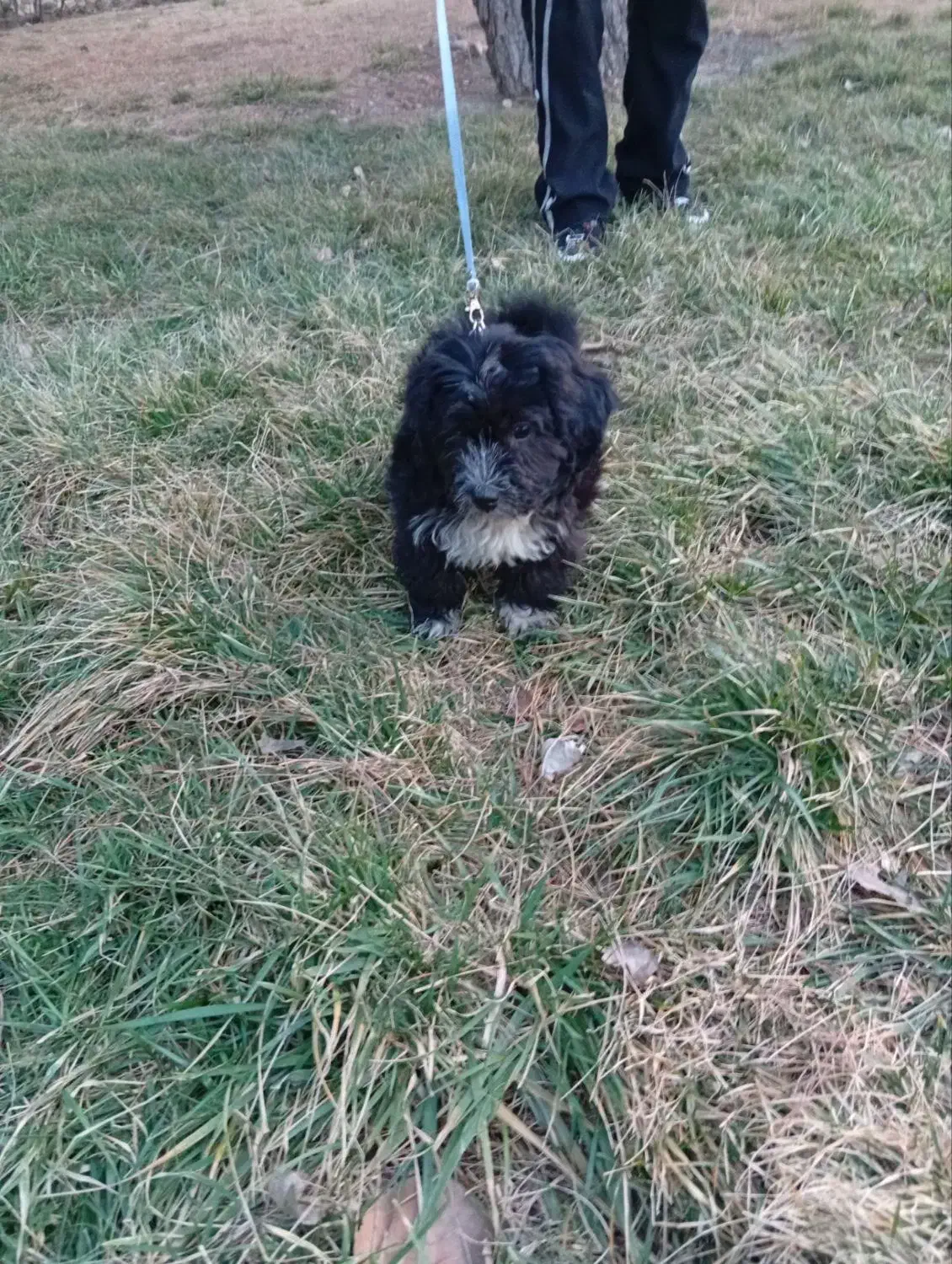 سگ پاکوتاه مشکی  ۱۳۰۰|سگ|تهران, جوادیه|دیوار