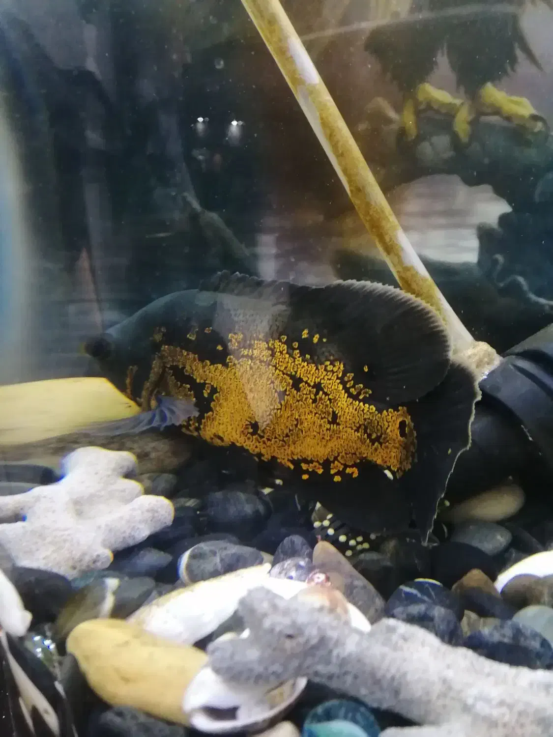 ماهی اسکار|ماهی|مشهد, عبادی|دیوار