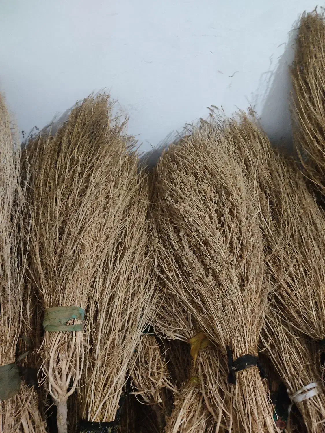 جارو قیمت مناسب و امسالی|لوازم نظافت|نیشابور, بنیاد شهید|دیوار