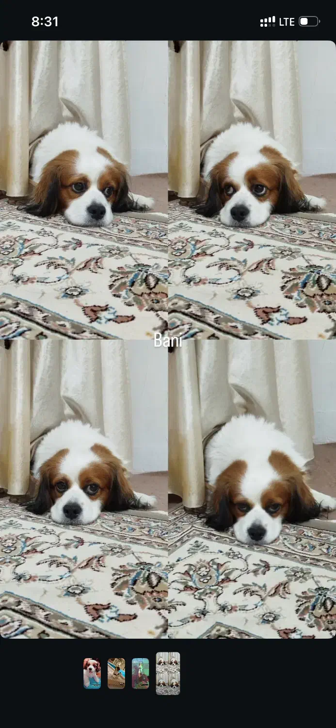 سگ خانگی|سگ|کرمانشاه, |دیوار