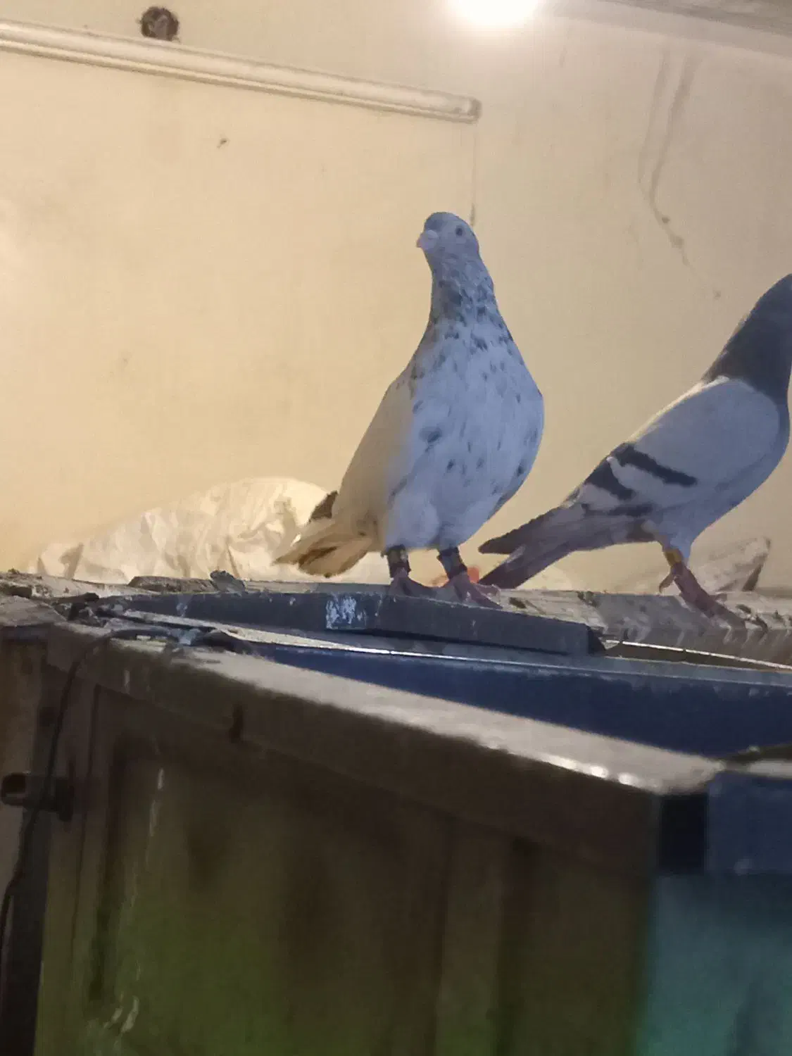 سینه کوهی درسوسنگرد|پرنده|اهواز, امانیه|دیوار