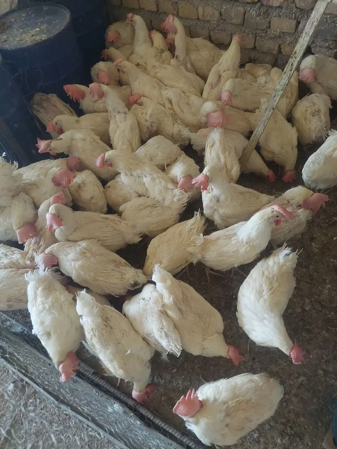 مرغ تاجیکی|حیوانات مزرعه|حمیدیا, |دیوار