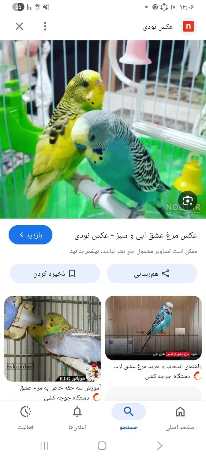 سلام فروش دو عدد مرغ عشق رنگ آبی و سبز خشگل سرحال|پرنده|کرمان, |دیوار