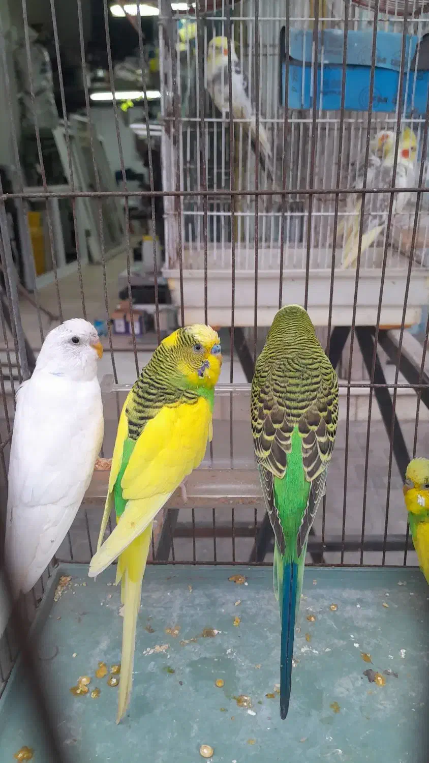 فروش پرنده|پرنده|نوشهر, |دیوار