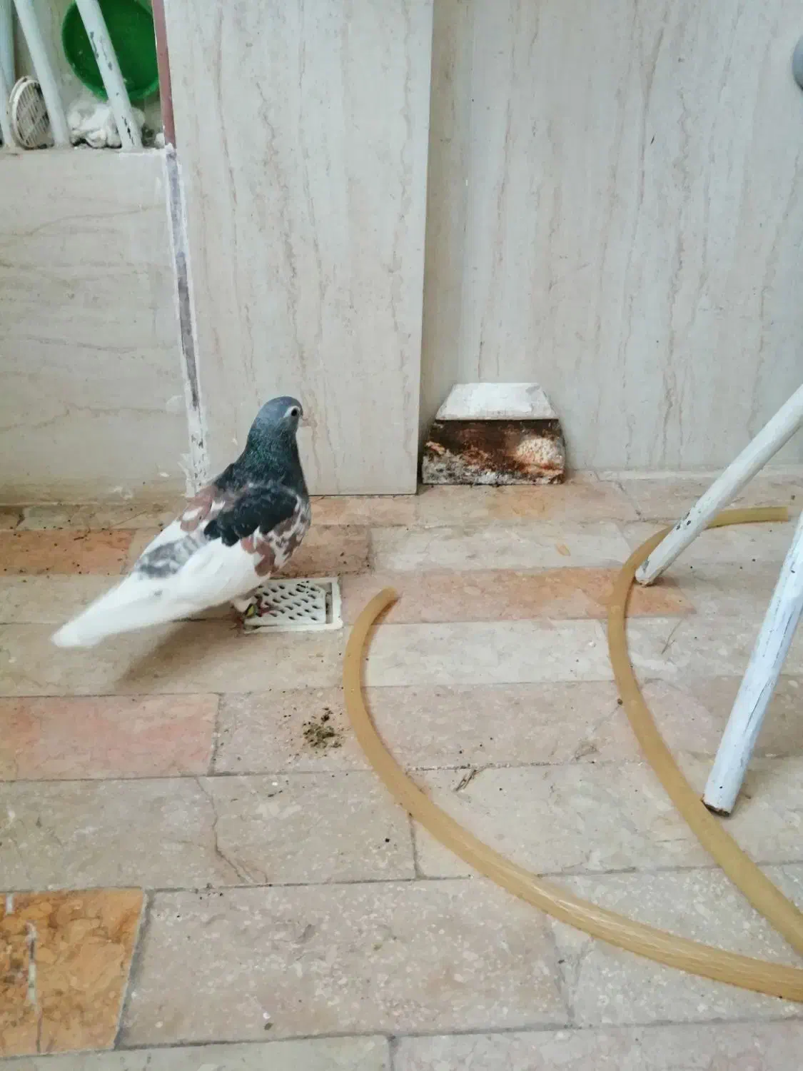 کبوتر خال هفت رنگ پر گل|پرنده|مشهد, رباط طرق|دیوار