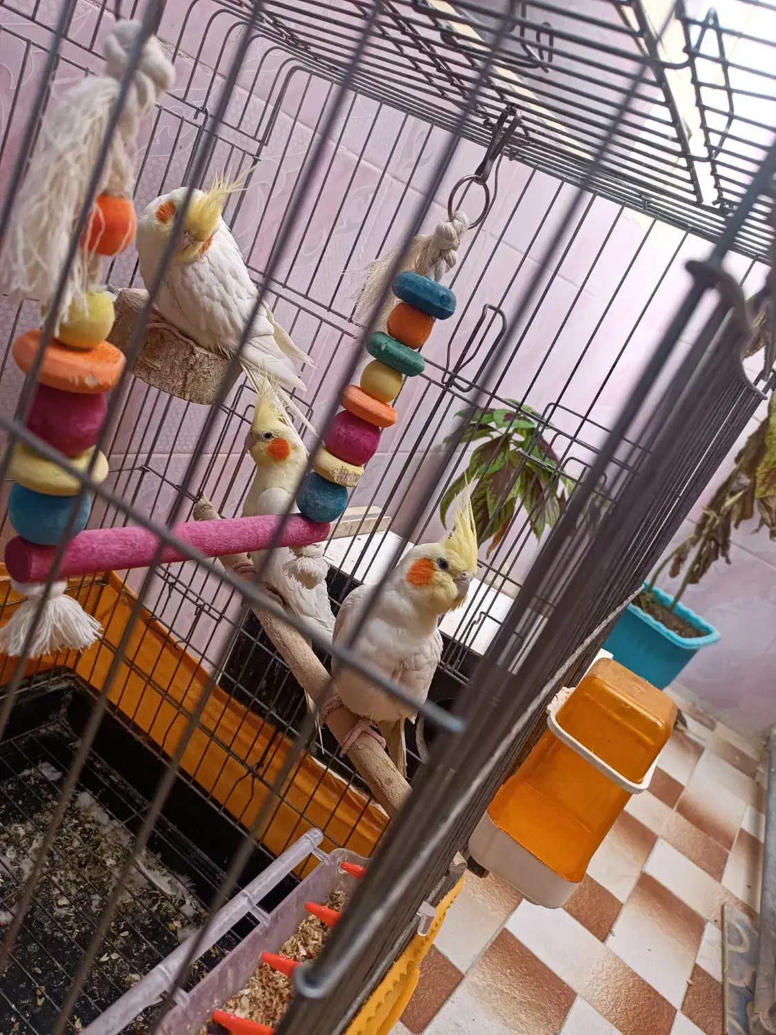 عروس هلندی مولد|پرنده|نورآباد, |دیوار