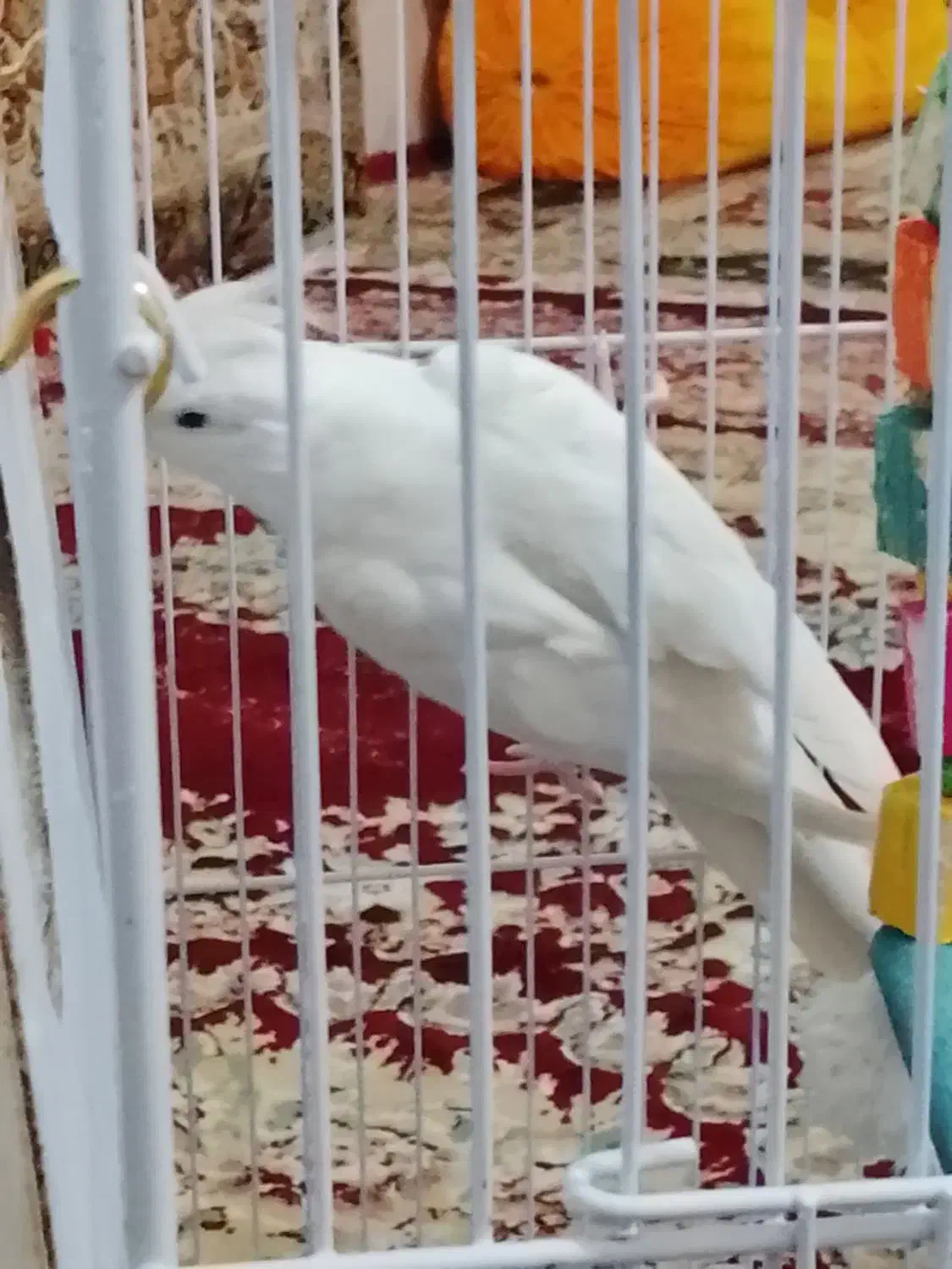 معاوضع عروس البینو|پرنده|کرباسک, |دیوار