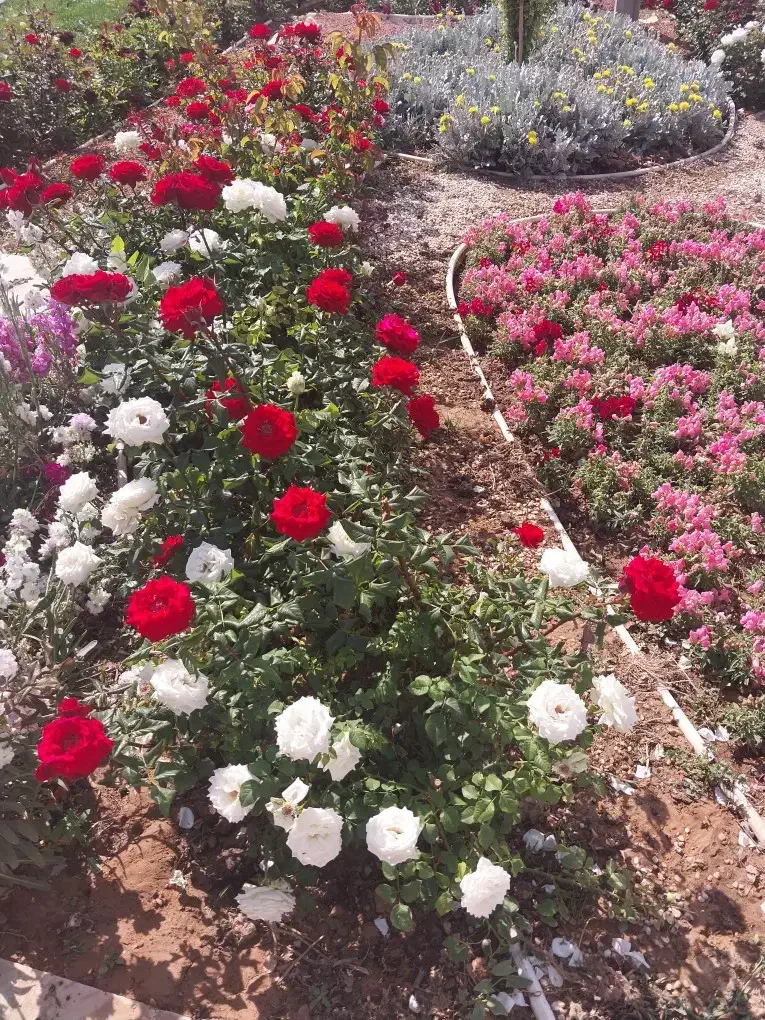 خدمات باغبانی|خدمات باغبانی و درختکاری|شیراز, گویم|دیوار