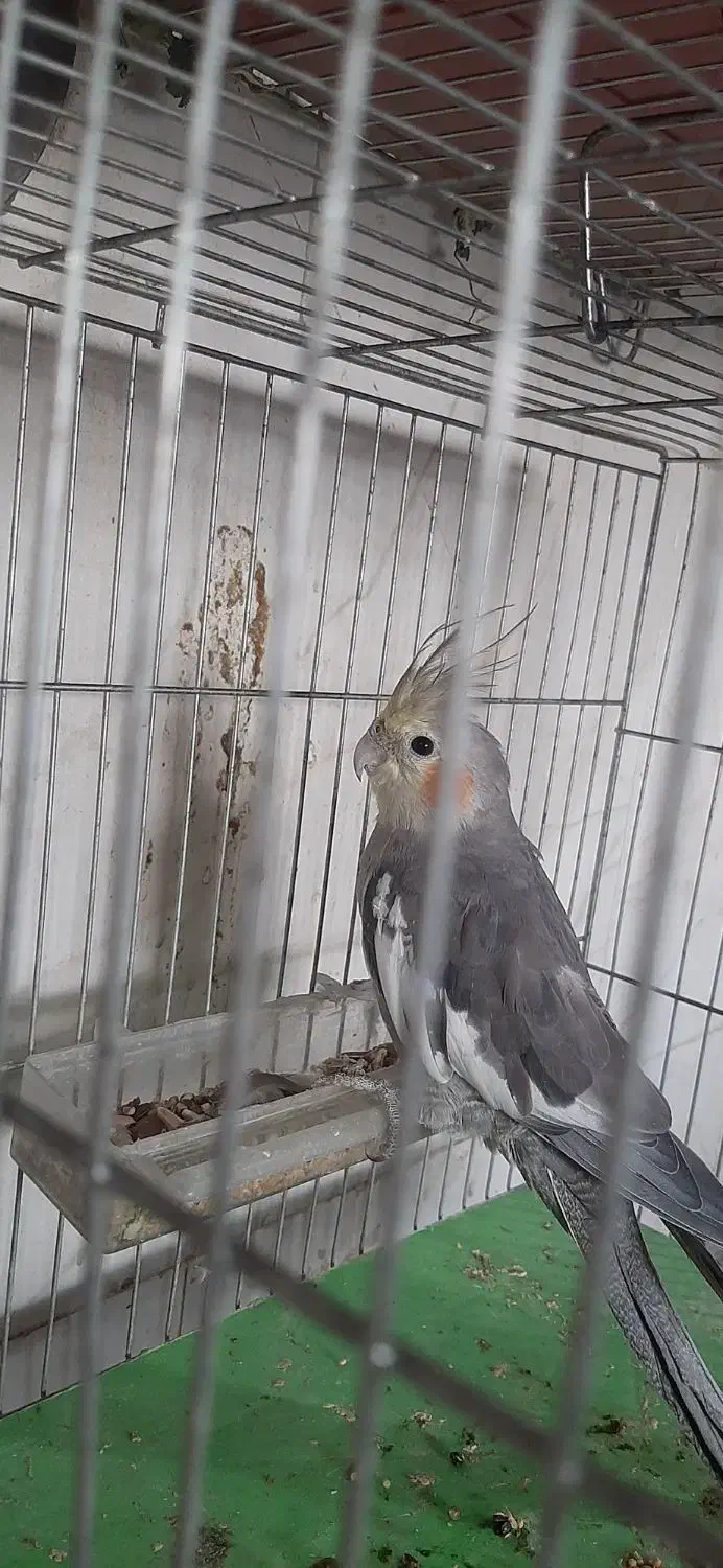 جوجه عروس هلندی|پرنده|نقده, |دیوار