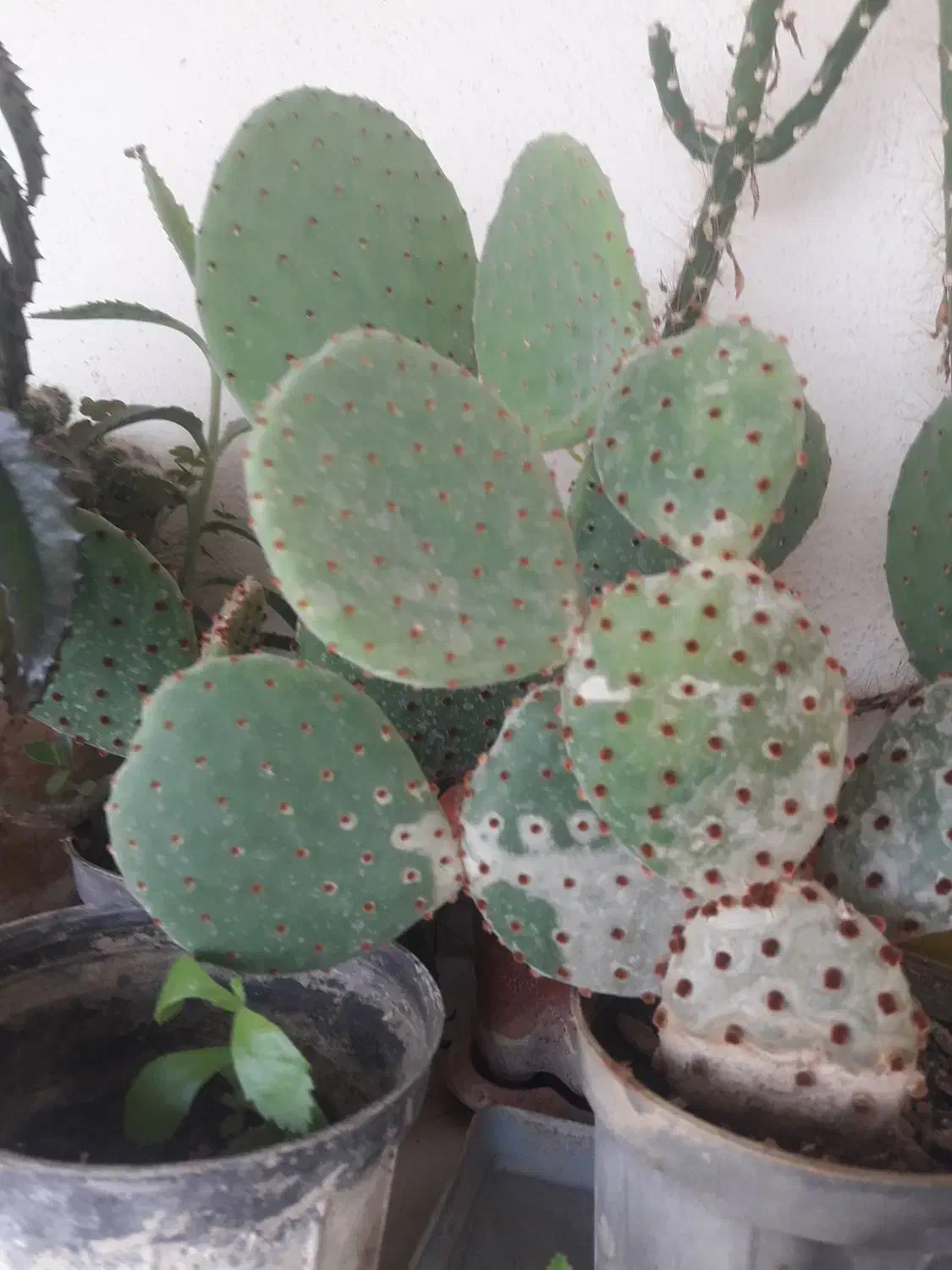 گل گیاه آپارتمانی|گل و گیاه طبیعی|پردیس, فاز ۳|دیوار