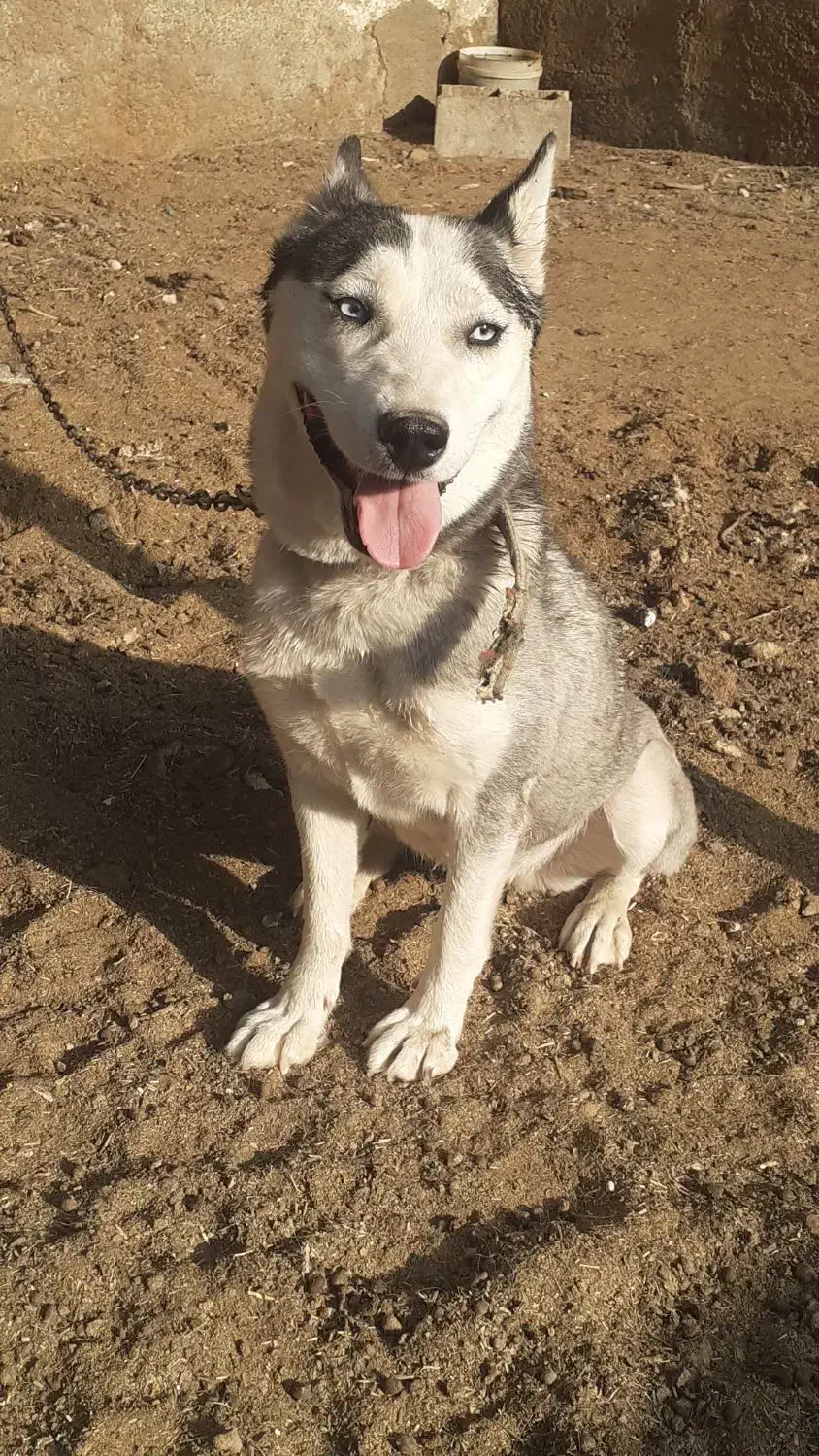 سگ هاسکی ماده|سگ|قم, لسانی|دیوار